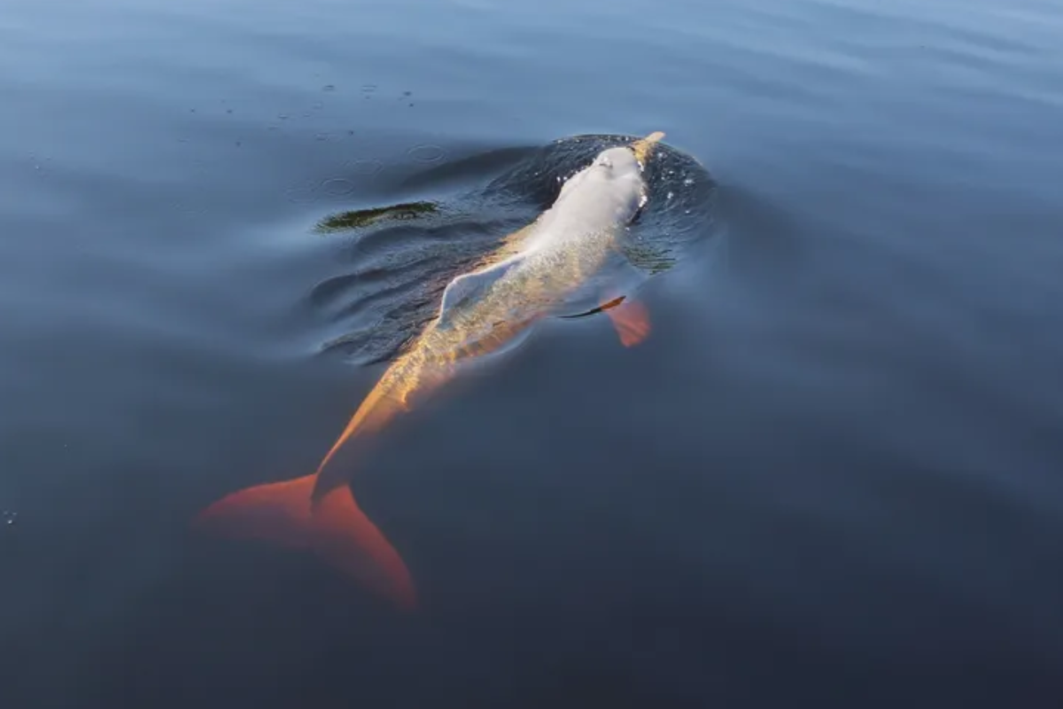 Boto-cor-de-rosa, símbolo da Amazônia, enfrenta risco crescente de extinção