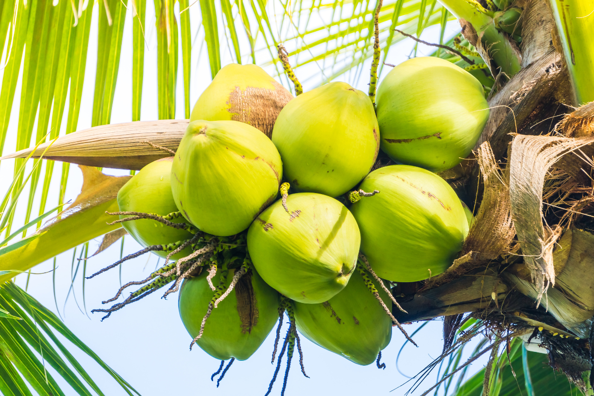Brasil abriga maior fazenda de cocos do mundo com 15,5 milhões de coqueiros