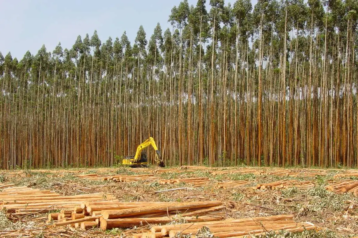Programa de Formação qualifica profissionais e reforça colheita de eucalipto em Mato Grosso do Sul